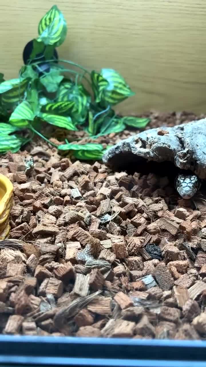 Lizard reptiles for sale: Argentine Black and White Tegu - Video 2