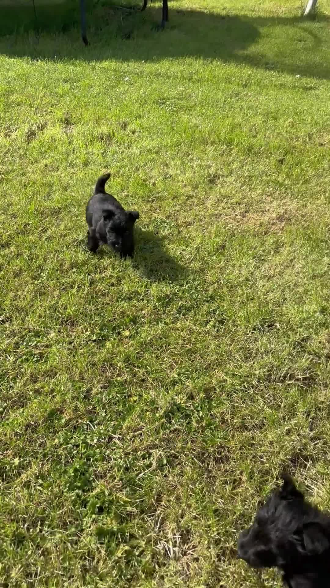 Scottish Terrier dogs for sale: Scottish terrier pups KC registered  - Video 1