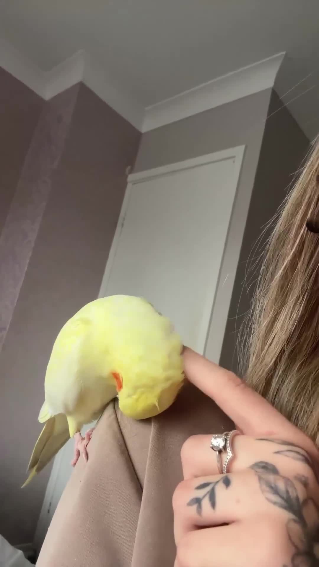 Cockatiels birds for sale: Beautiful lutino cockatiel - Video 1