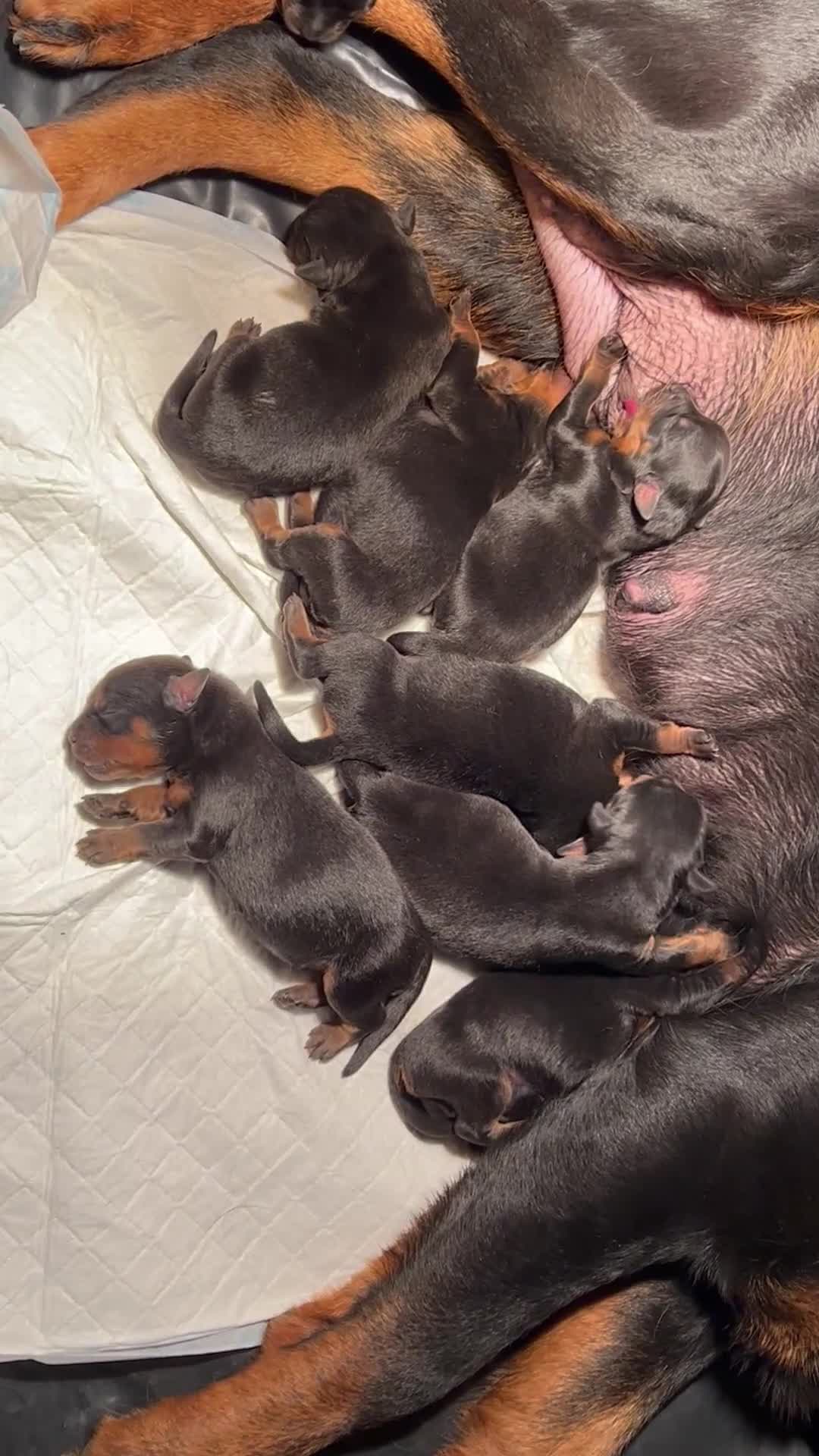 Rottweiler dogs for sale: KC Registered Champion Bloodline Rottwiler Puppies in Leeds - Video 1