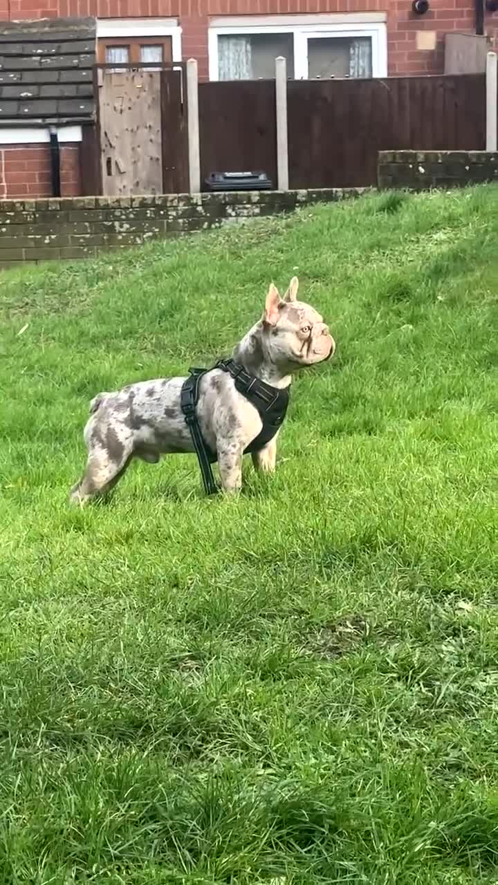 French Bulldog dogs for sale: 1 year old Isabelle Merle friendly frenchie  - Video 1