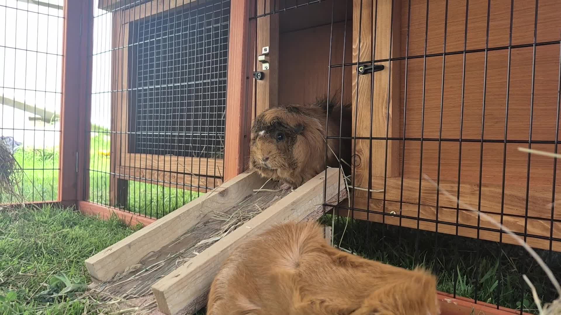 Guinea Pig rodents for sale: 2 female bonded guinea pigs in Dorchester - Video 1