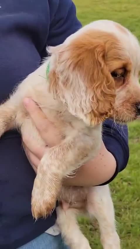 Sprocker dogs for sale: Sprocker puppies for sale   - Video 4