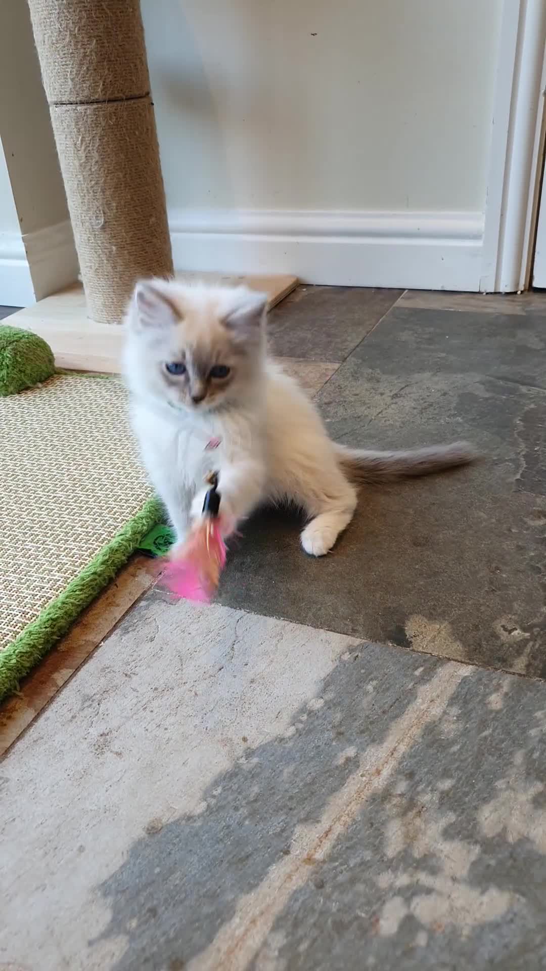 Ragdoll cats for sale: 💖Very Beautiful GCCF Registered Ragdoll Kittens. - Video 5
