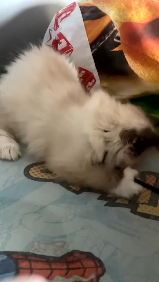 Ragdoll cats for sale: Tica Registered Ragdolls - Video 2