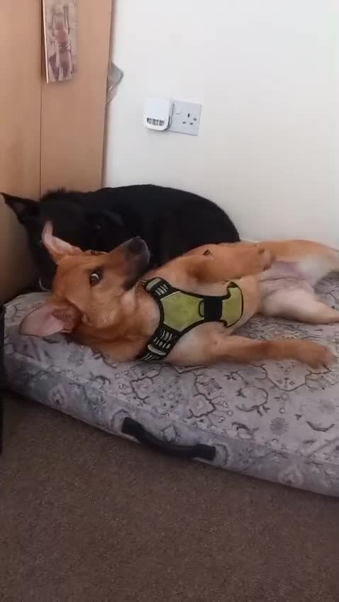 Mixed Breed dogs for adoption: ❤️🐶 YARA – THE GENTLEST LITTLE SOUL 🐶❤️ - Video 2