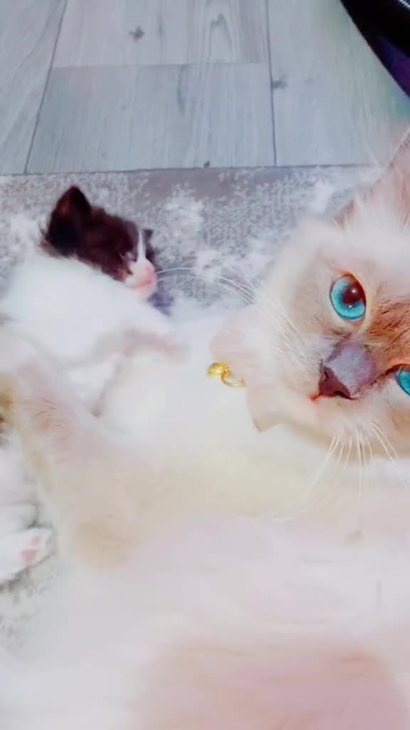 Mixed Breed cats for sale: Beautiful Ragdoll and tuxedo mix  in Birmingham - Video 1