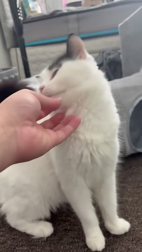 Turkish Van cats for sale: Beautiful oreo needing new home  - Video 2