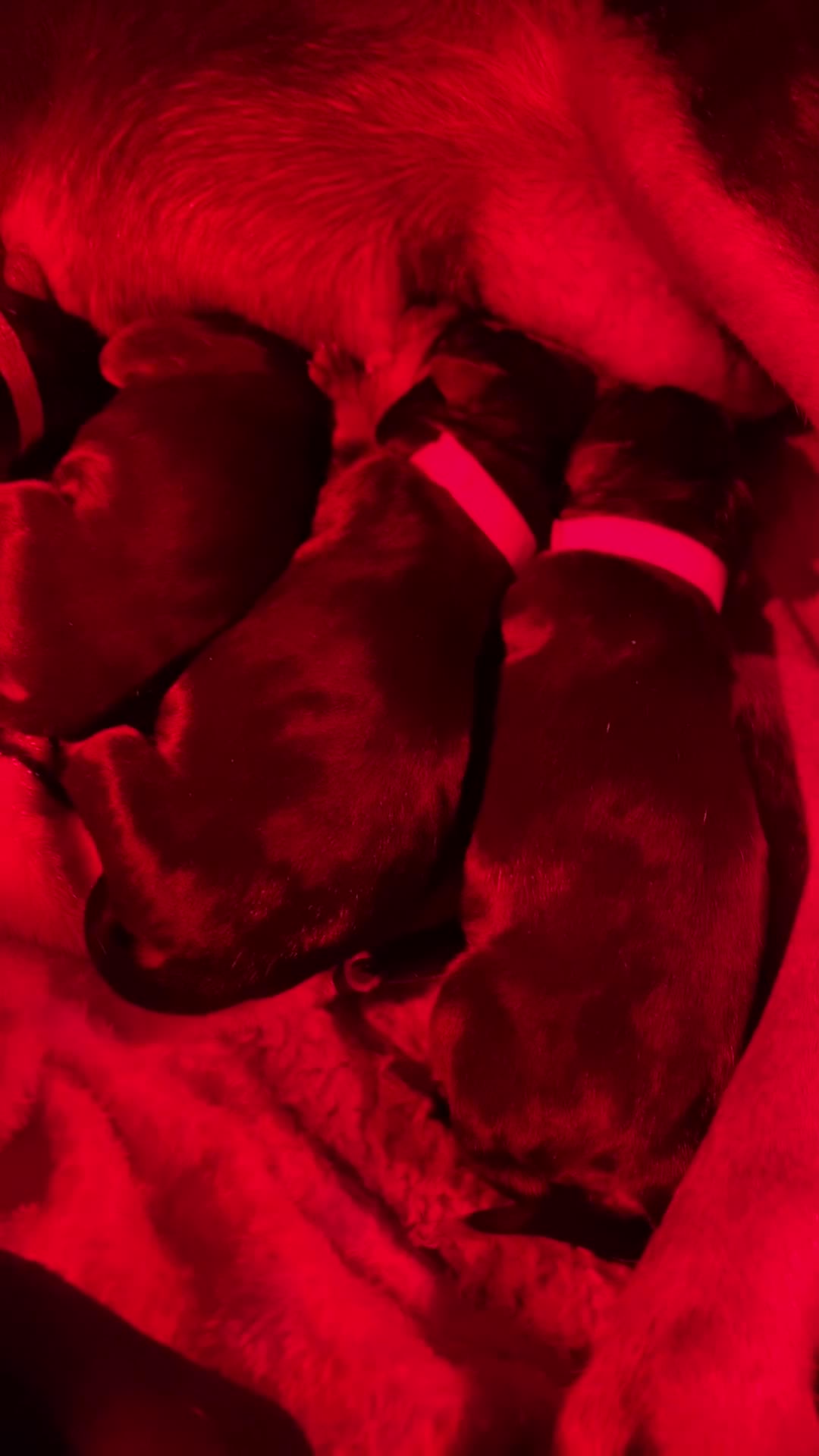 Dobermann dogs for sale: EXCEPTIONAL DOBERMAN PUPPIES   - Video 1