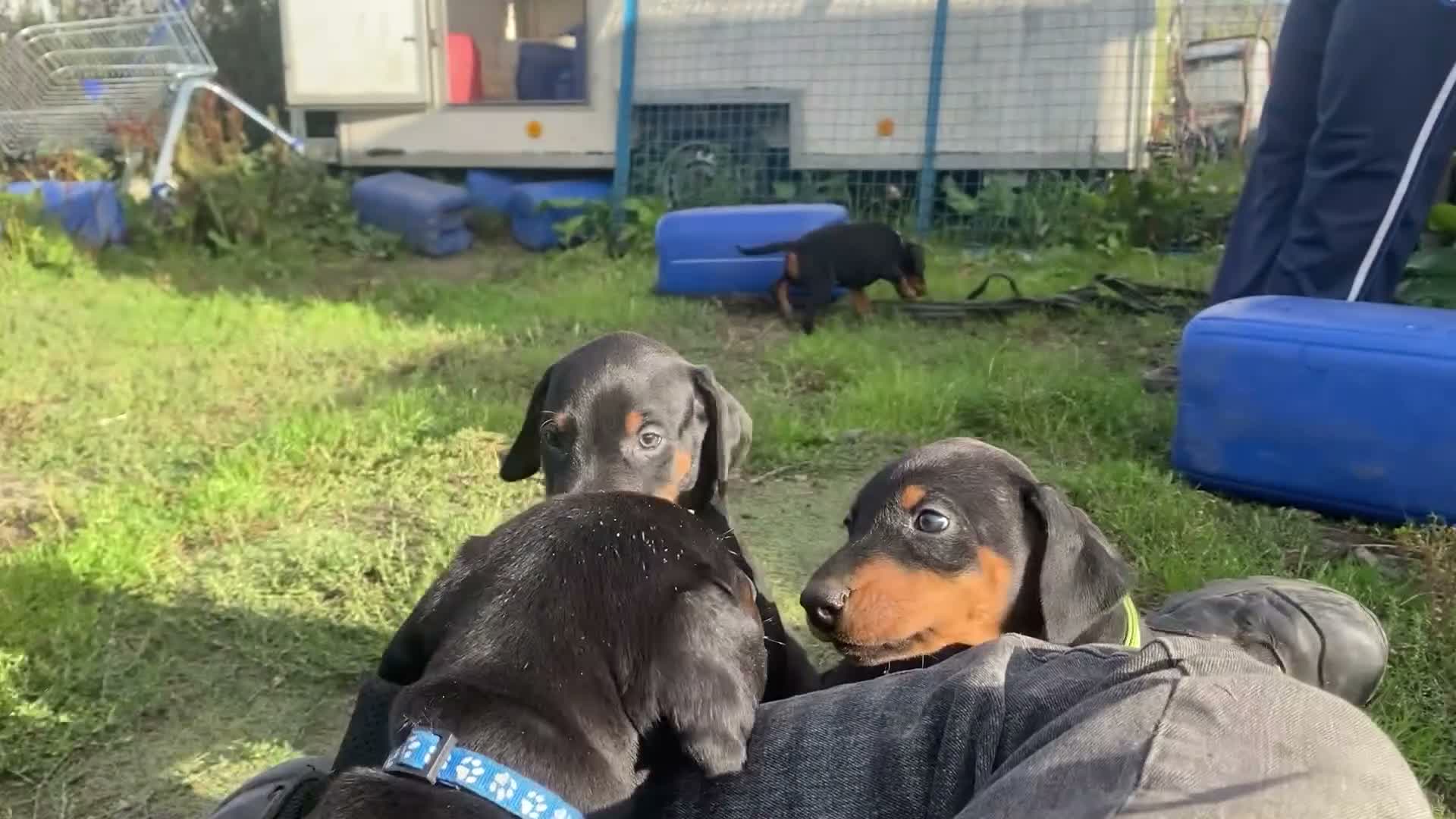 Dobermann dogs for sale: Dobermann pups - Video 4