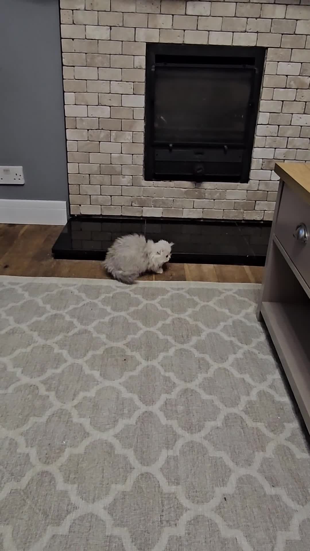 Scottish Fold cats for sale: Stunning scottish folds - Video 4