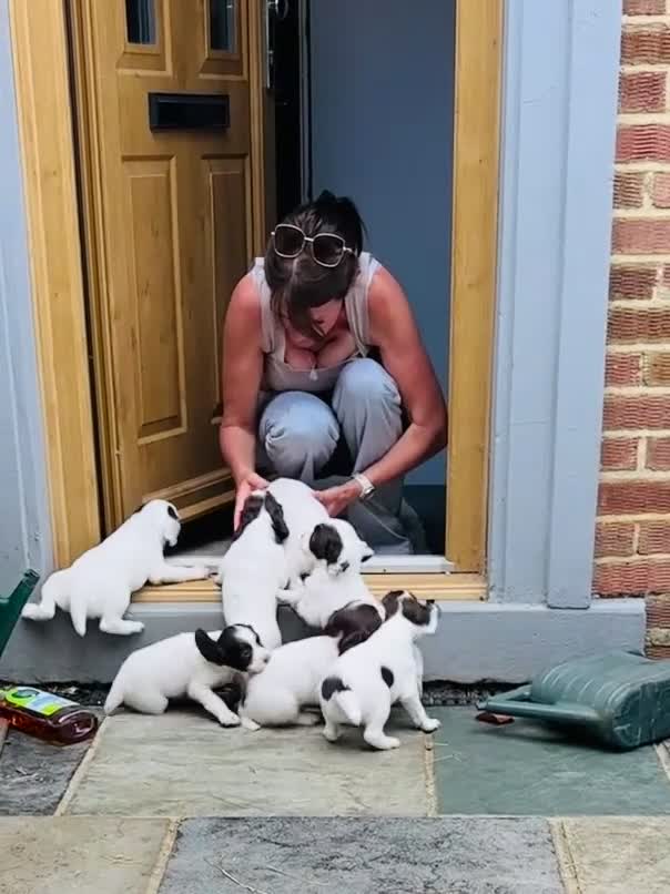 English Springer Spaniel dogs for sale: Quality pup available  - Video 2