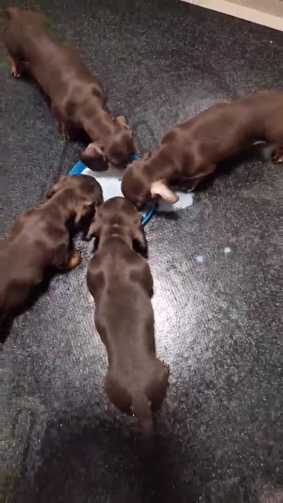 Miniature Dachshund dogs for sale: Miniature dachshund - Video 1