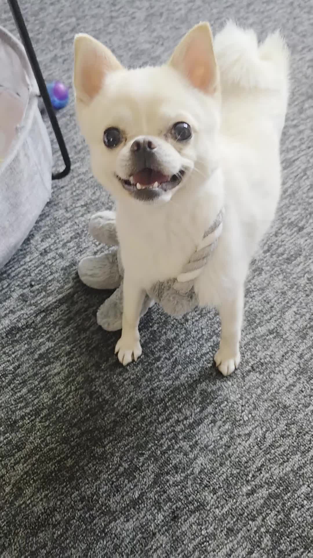 Mixed Breed dogs for sale: 2 year old pomeranian x pug in Southampton - Video 1