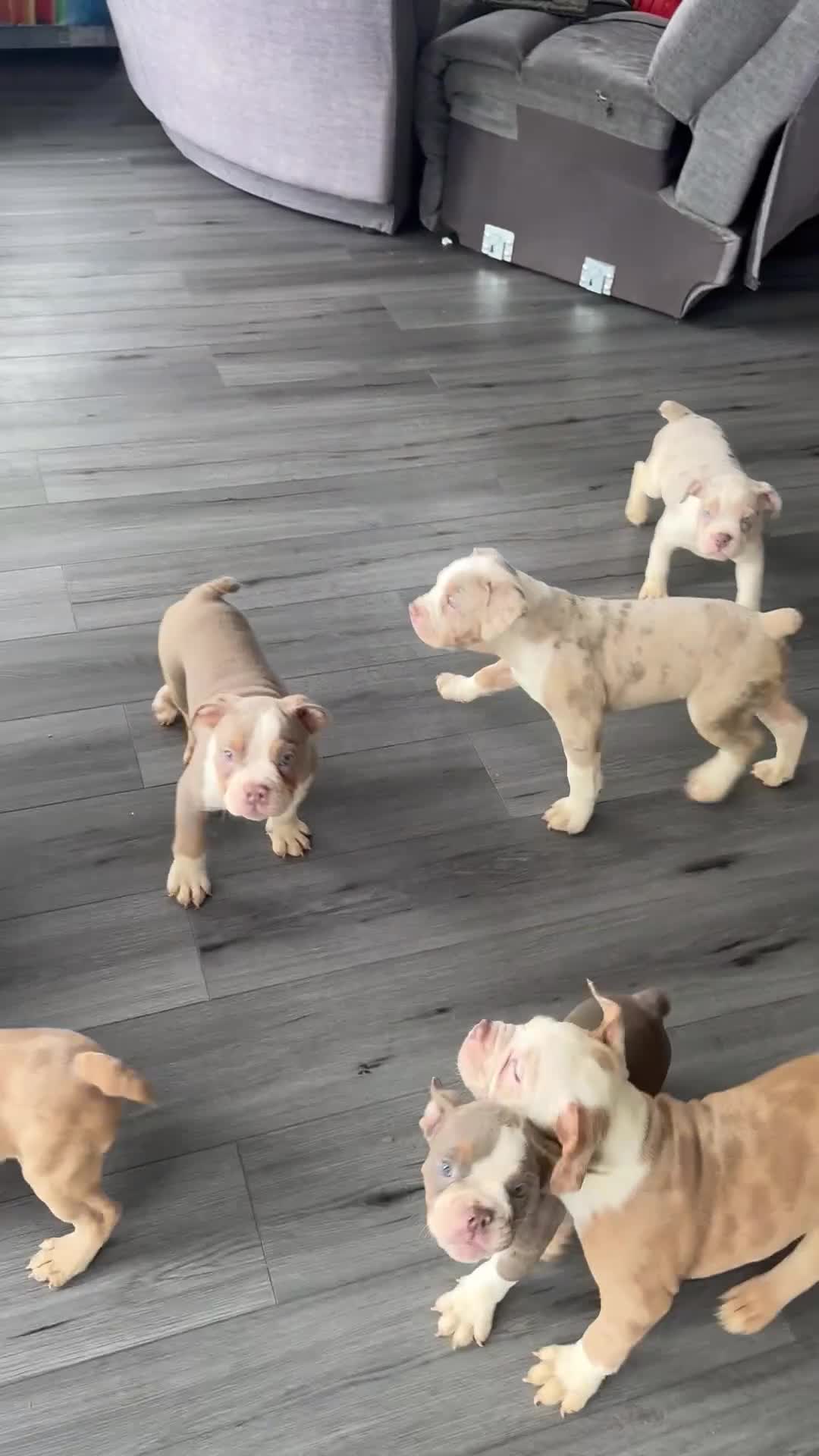 English Bulldog dogs for sale: Puppies for sale - Video 1
