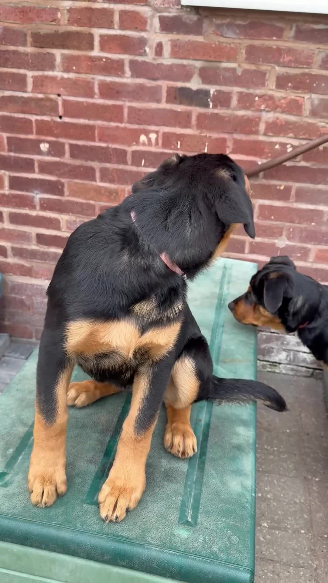 Rottweiler dogs for sale: Last 3 puppies of litter - Video 2