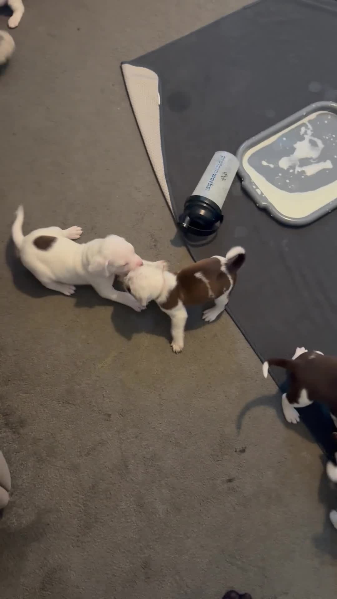 Mixed Breed dogs for sale: Litter of 9 healthy pups  - Video 1
