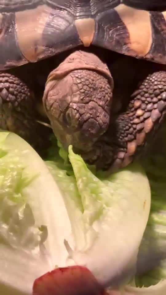 Hermann Tortoise reptiles for sale: Female Hermann tortoise - Video 1
