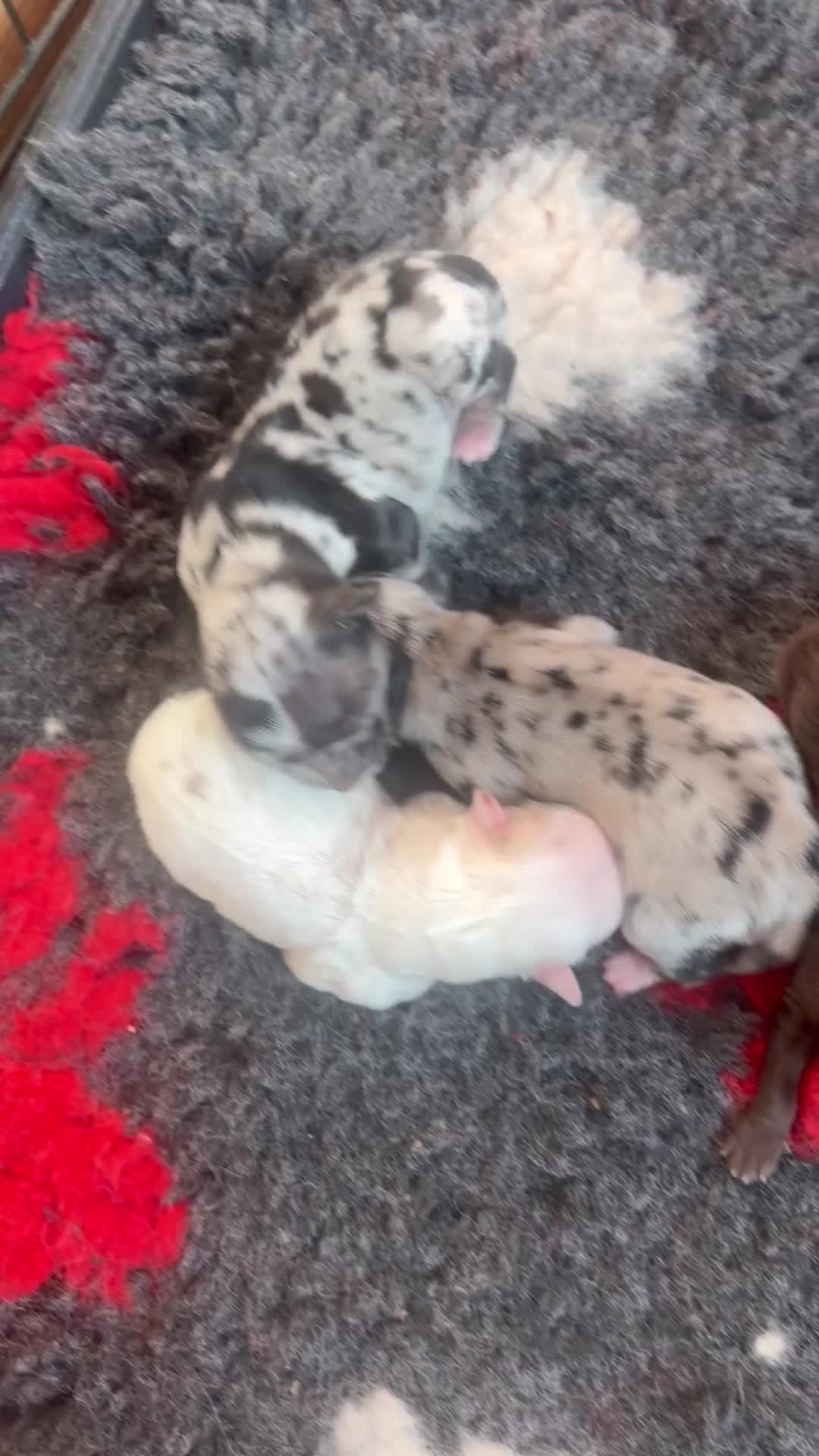 Chihuahua dogs for sale:  Beautiful Rare  Long coated chihuahua puppies  - Video 1