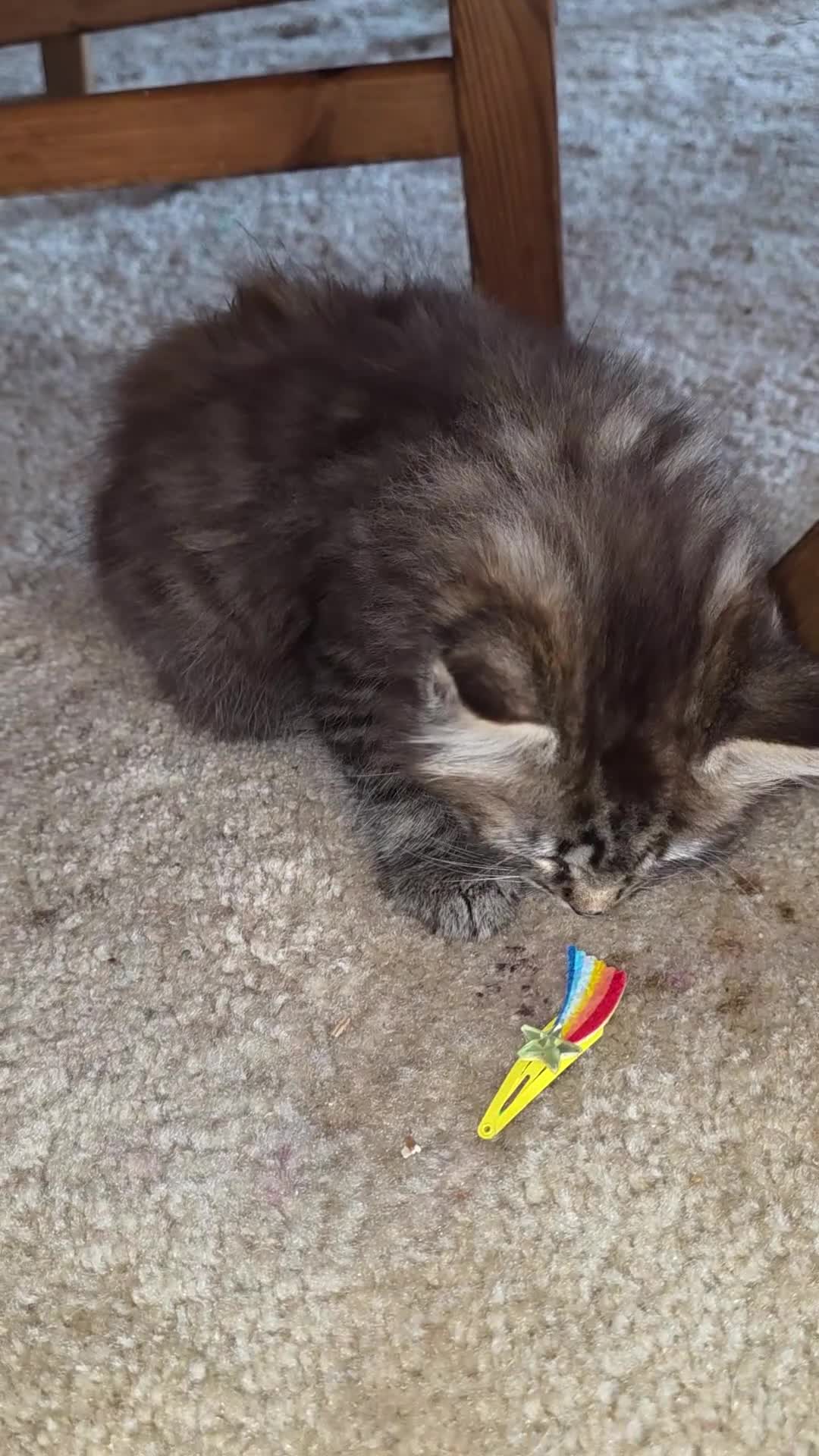 Mixed Breed cats for sale: Four beautiful fluffs - Video 2
