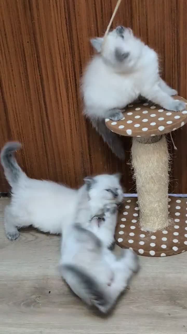 Ragdoll cats for sale: Ragdoll kitten  - Video 2