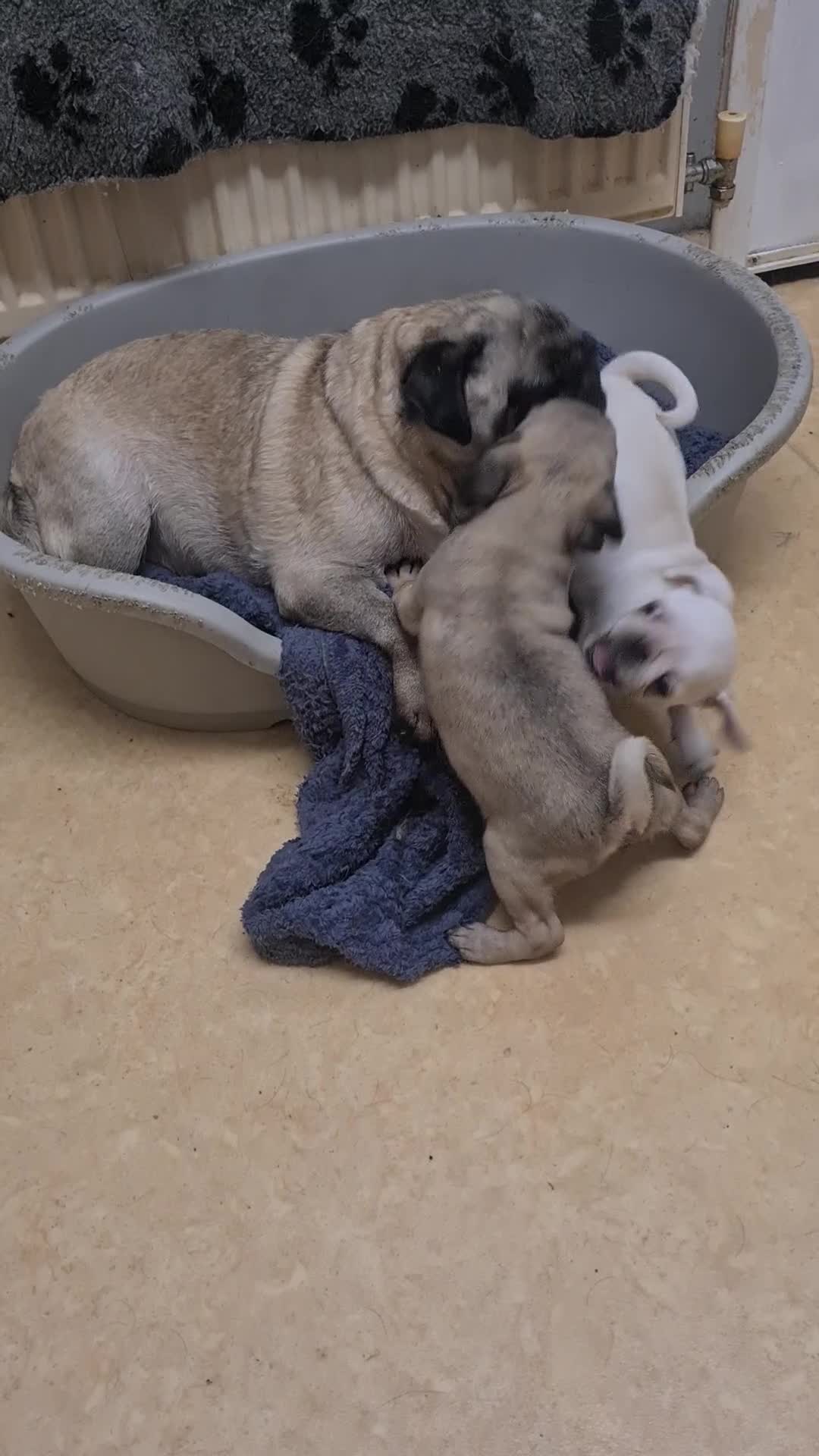 Pug dogs for sale: PUG PUPPY LAST FEMALE - Video 1
