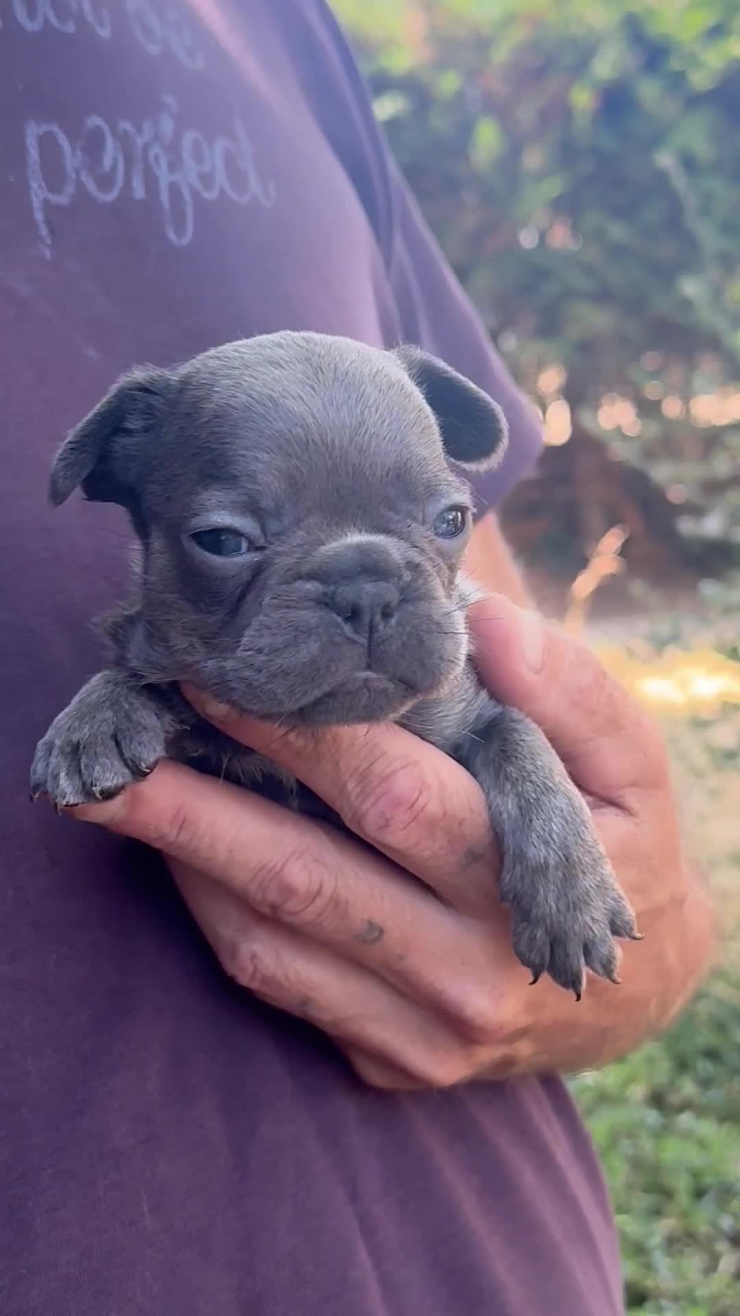 French Bulldog dogs for sale: STUNNING FRENCHIES ✨ - Video 1