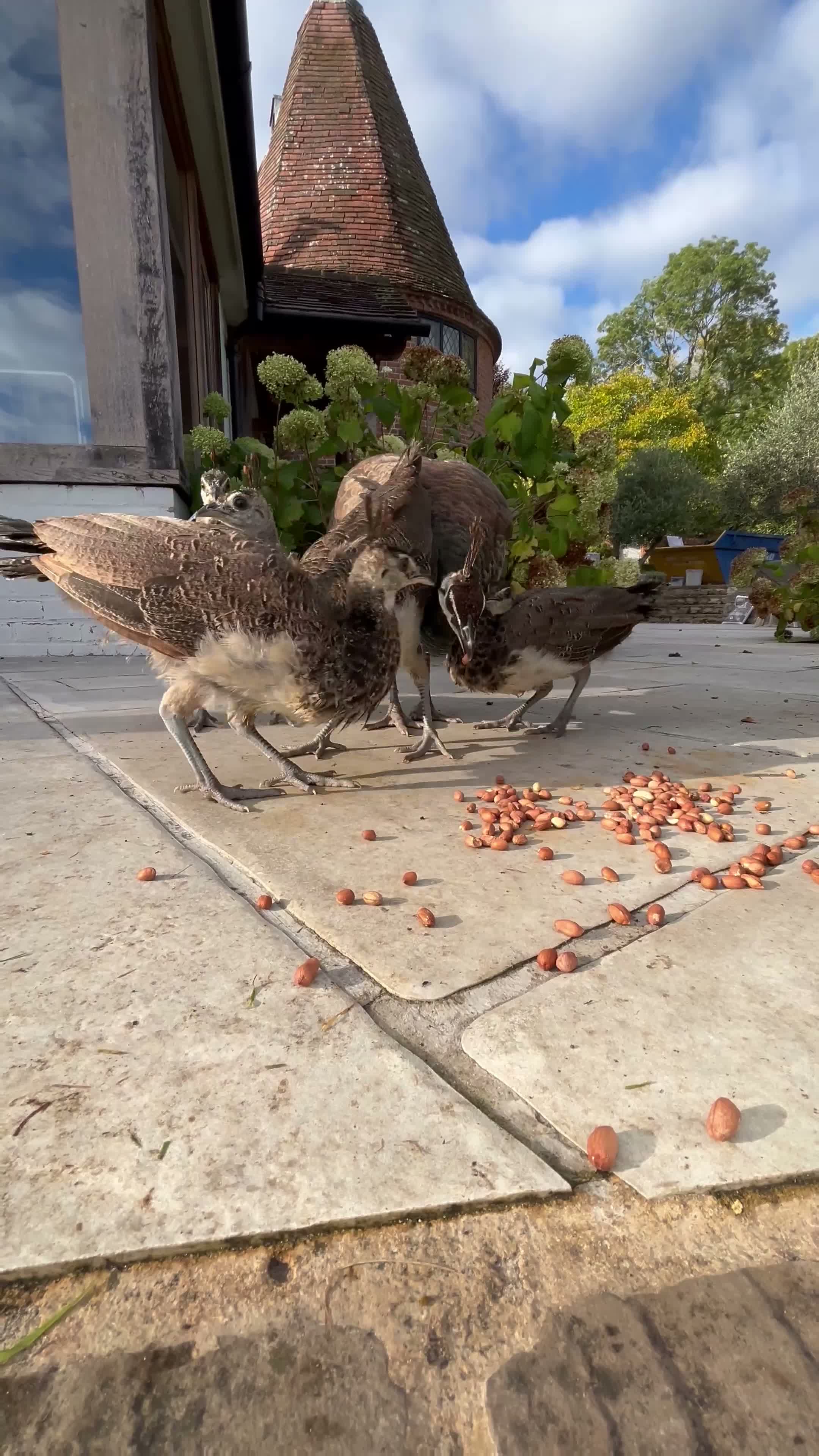 Mixed Breed birds for sale: Peacock chicks ready for new homes - Video 2