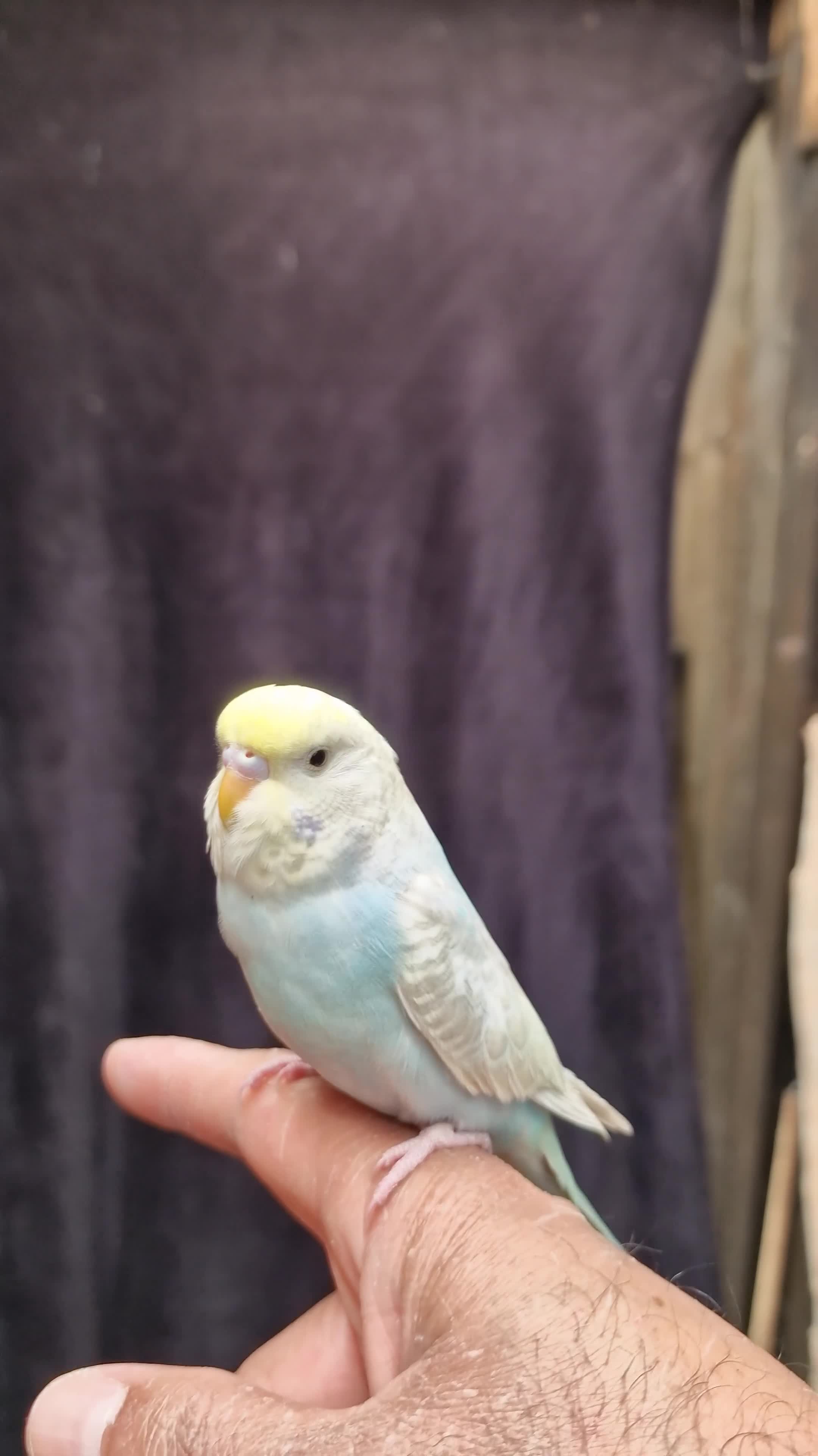 Budgerigars birds for sale: Super silly hand tamed budgies for sale  - Video 1