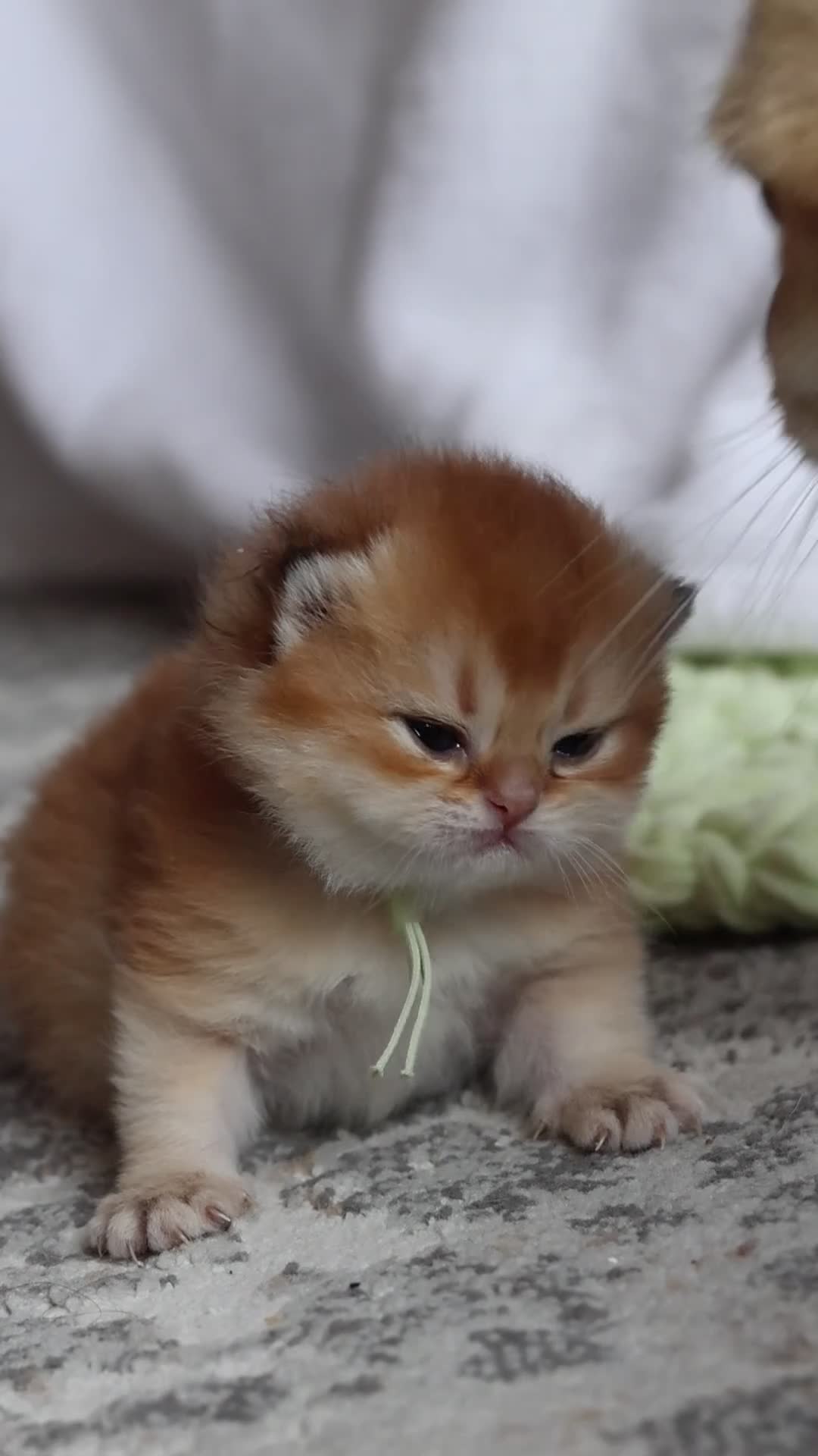 British Shorthair cats for sale: ✨Exclusive Golden BSH babies teddy bear type🧸✨ in Upminster - Video 2
