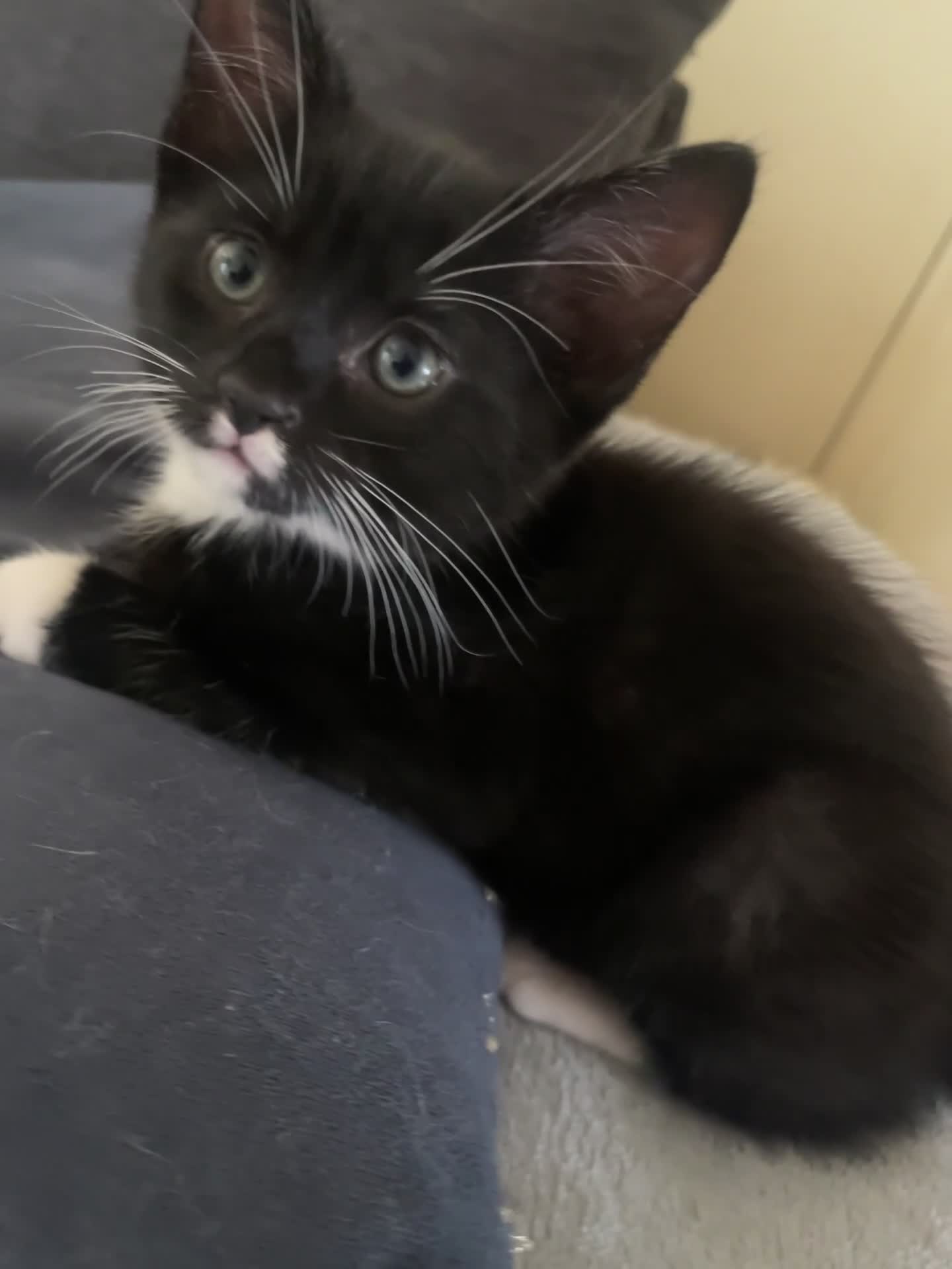 Mixed Breed cats for sale: Beautiful fluffy tuxedo male cat - Video 1