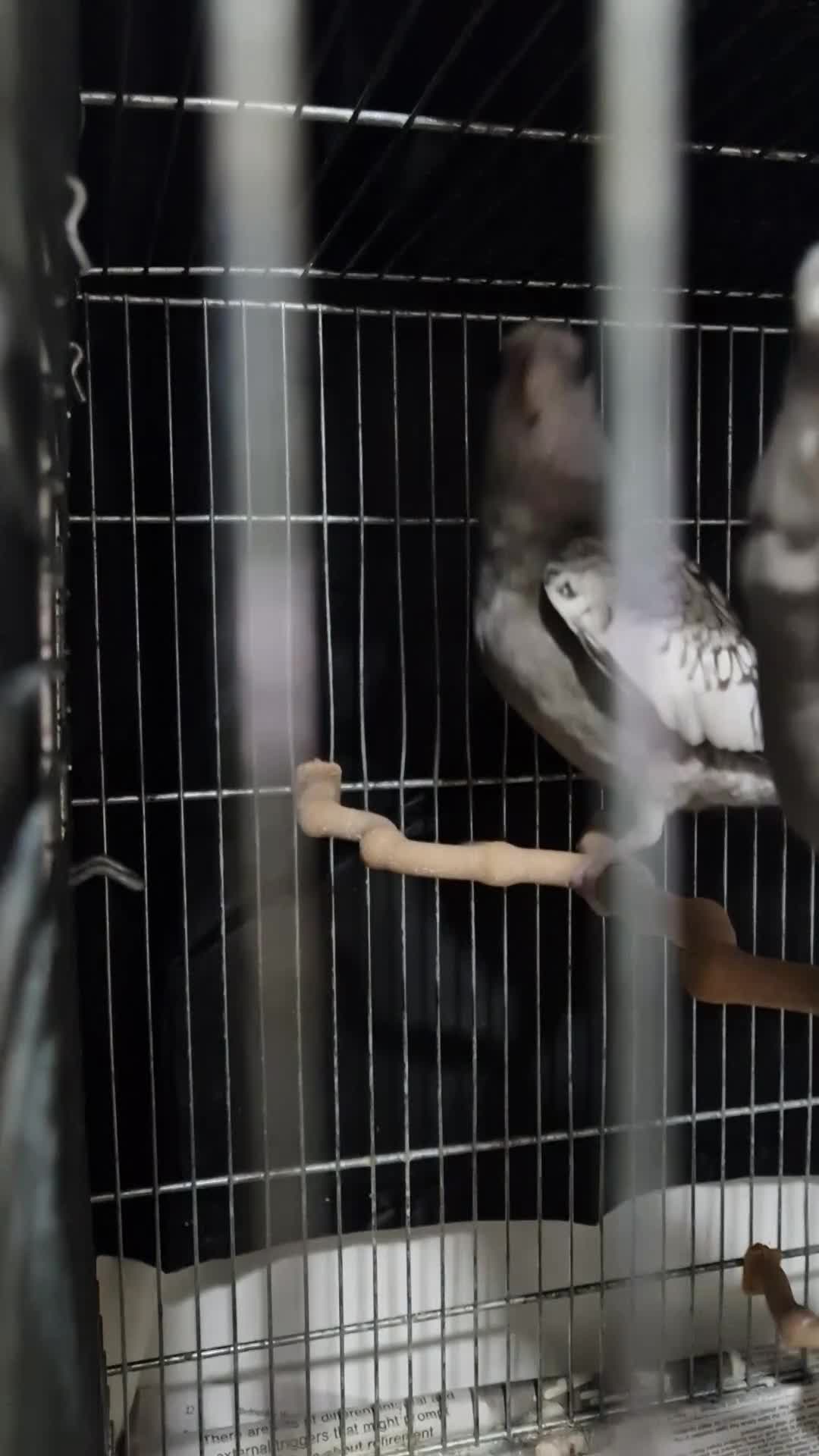 Cockatiels birds for sale: Super Tamed friendly cockatiel parrot  - Video 1