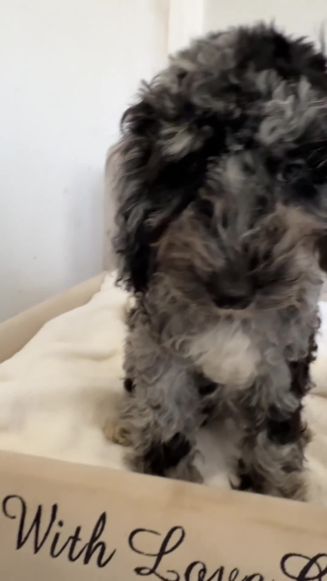 Cavapoo dogs for sale: Premium Quality Teddy Toy Cavapoos F1B - Video 1