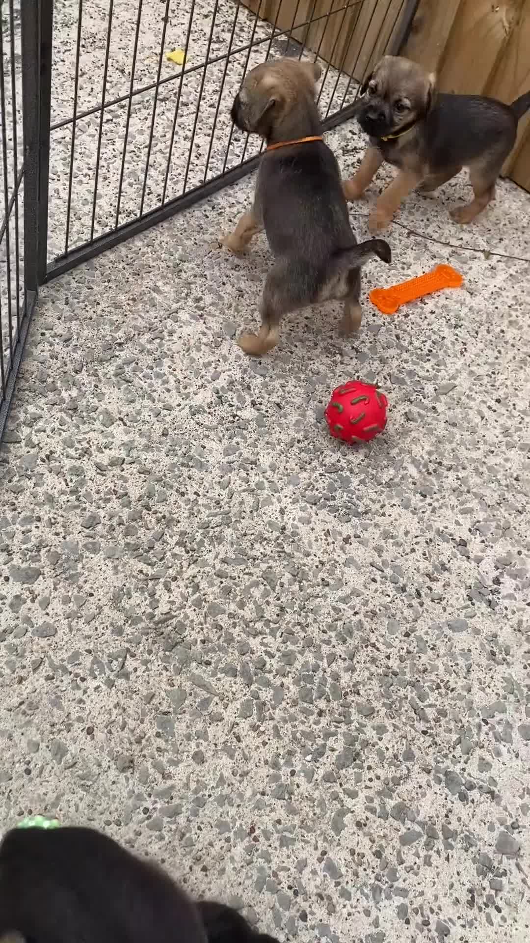 Border Terrier dogs for sale: ⭐️ KC BORDER TERRIERS, READY TO LEAVE NOW - Video 3