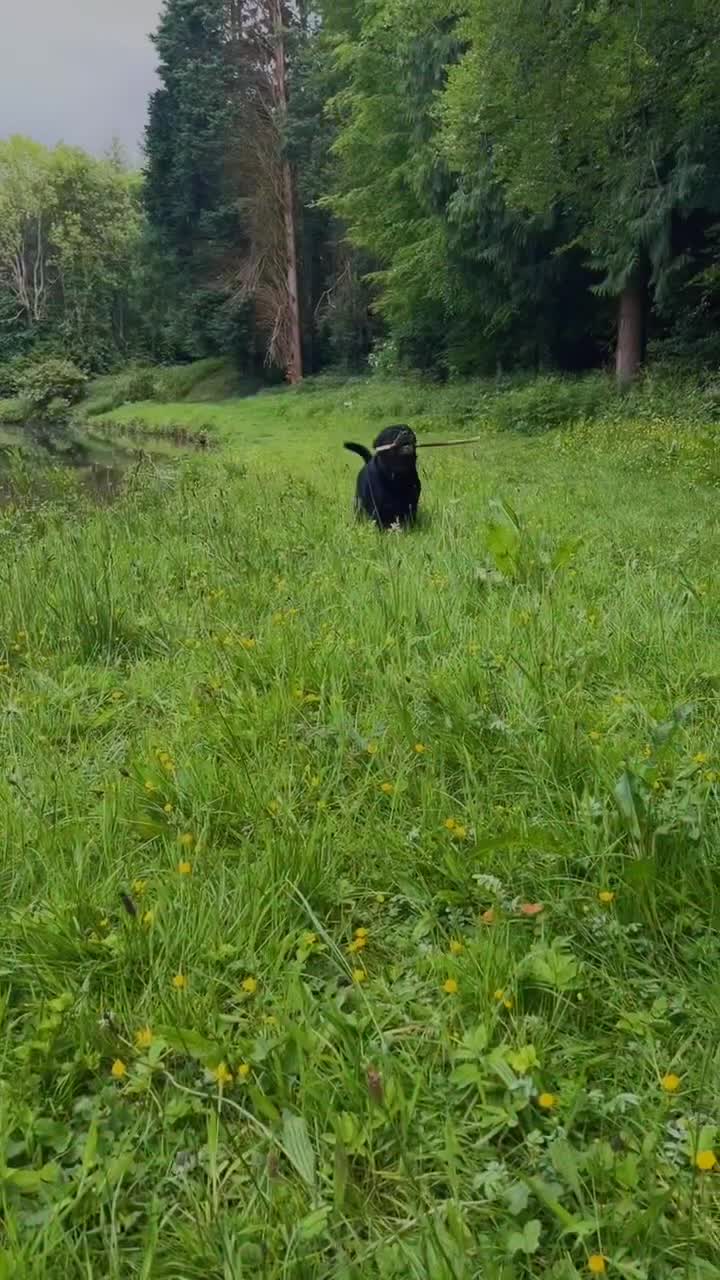 Rottweiler dogs for stud: Ralph the Rottweiler🔥 - Video 5