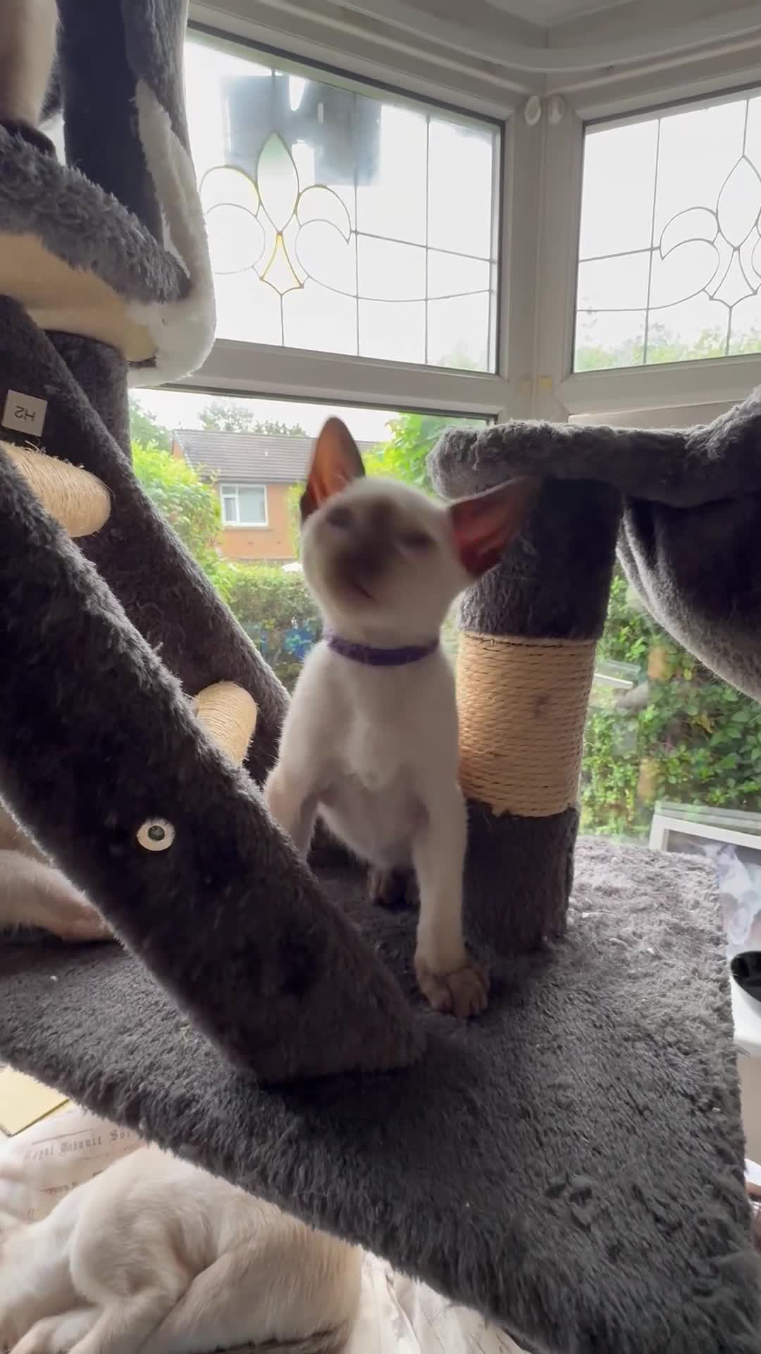 Siamese cats for sale: Siamese kittens for sale  in Sheffield - Video 2