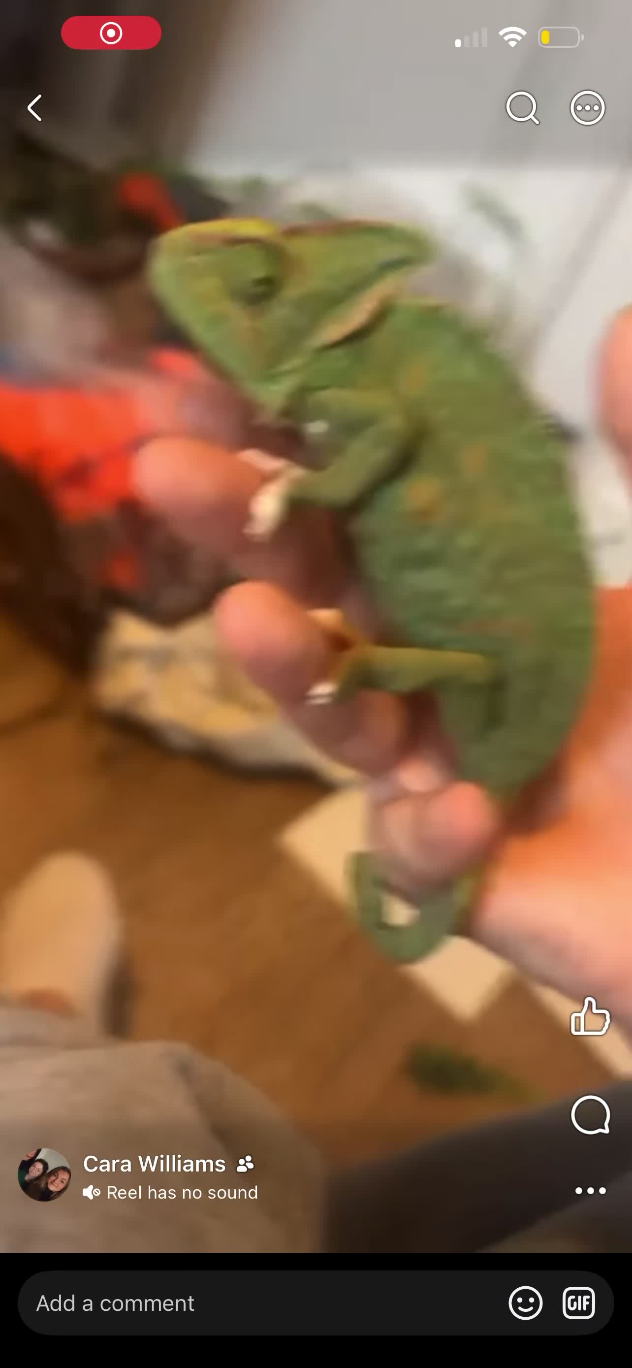 Chameleon reptiles for sale: Chameleon in Aberdare - Video 2
