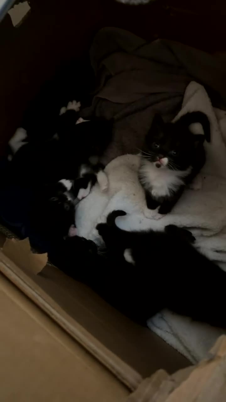 Mixed Breed cats for sale: Mixed breed kittens for sale in Witney - Video 1