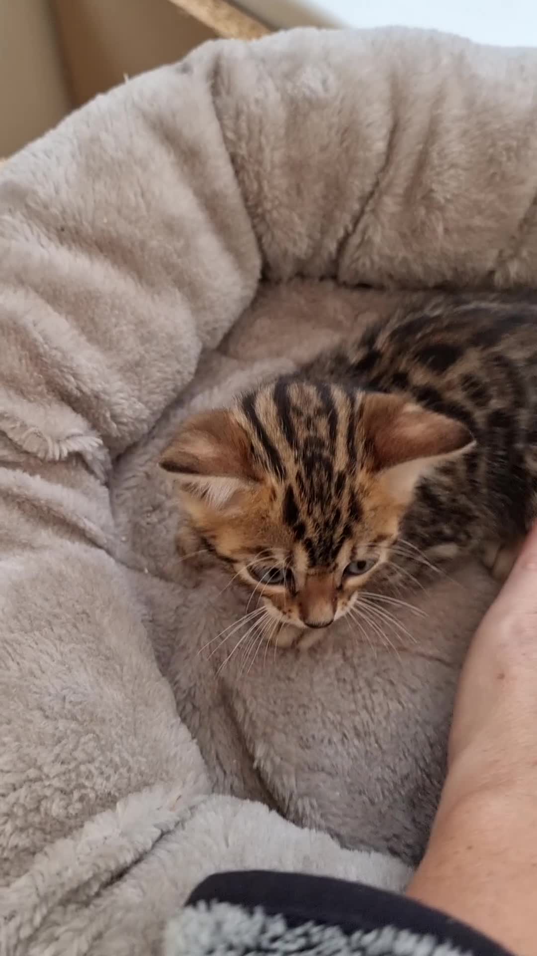 Bengal cats for sale: TICA Registered Bengal Kittens–Ready Nov 2025 🐾 - Video 2