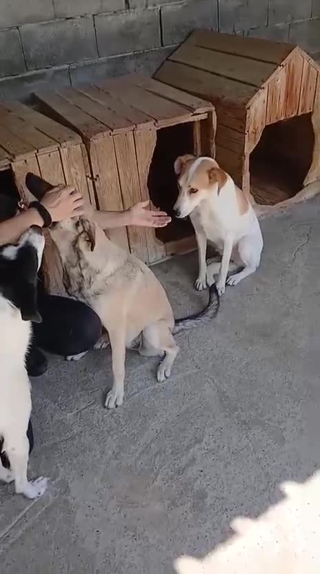 Mixed Breed dogs for adoption: Echo, 1 yr old approx. Available for adoption. - Video 2