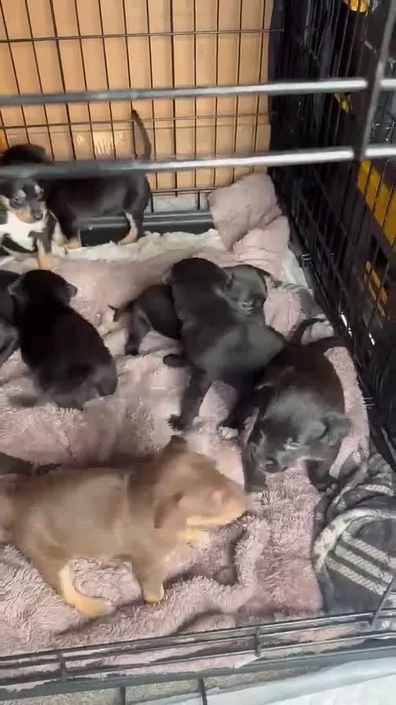 Mixed Breed dogs for sale: Kelpie x Welsh collie x Belgian malinois x staffy  in Brecon - Video 1