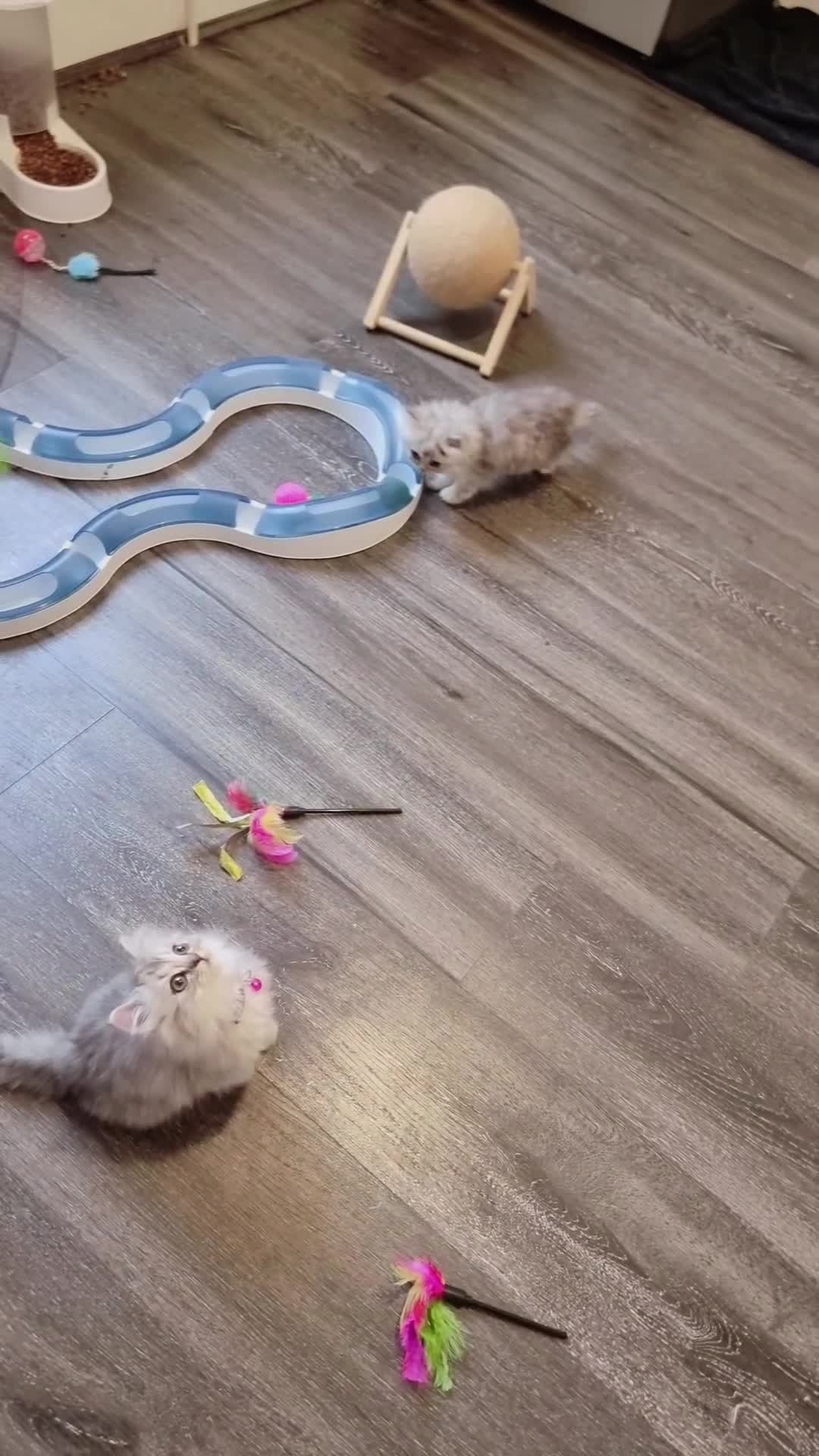 Persian cats for sale: Persian chinchilla  - Video 3