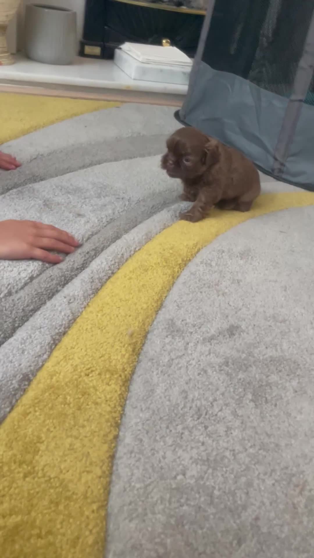 Shih Tzu dogs for sale: 2 TOP QUALITY GENUINE IMPERIALS - Video 1