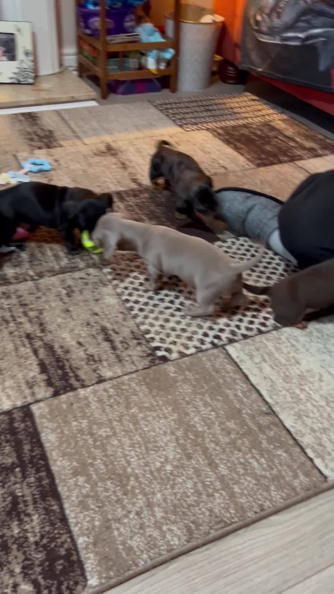 Miniature Dachshund dogs for sale: Kc miniature dachshund  - Video 1