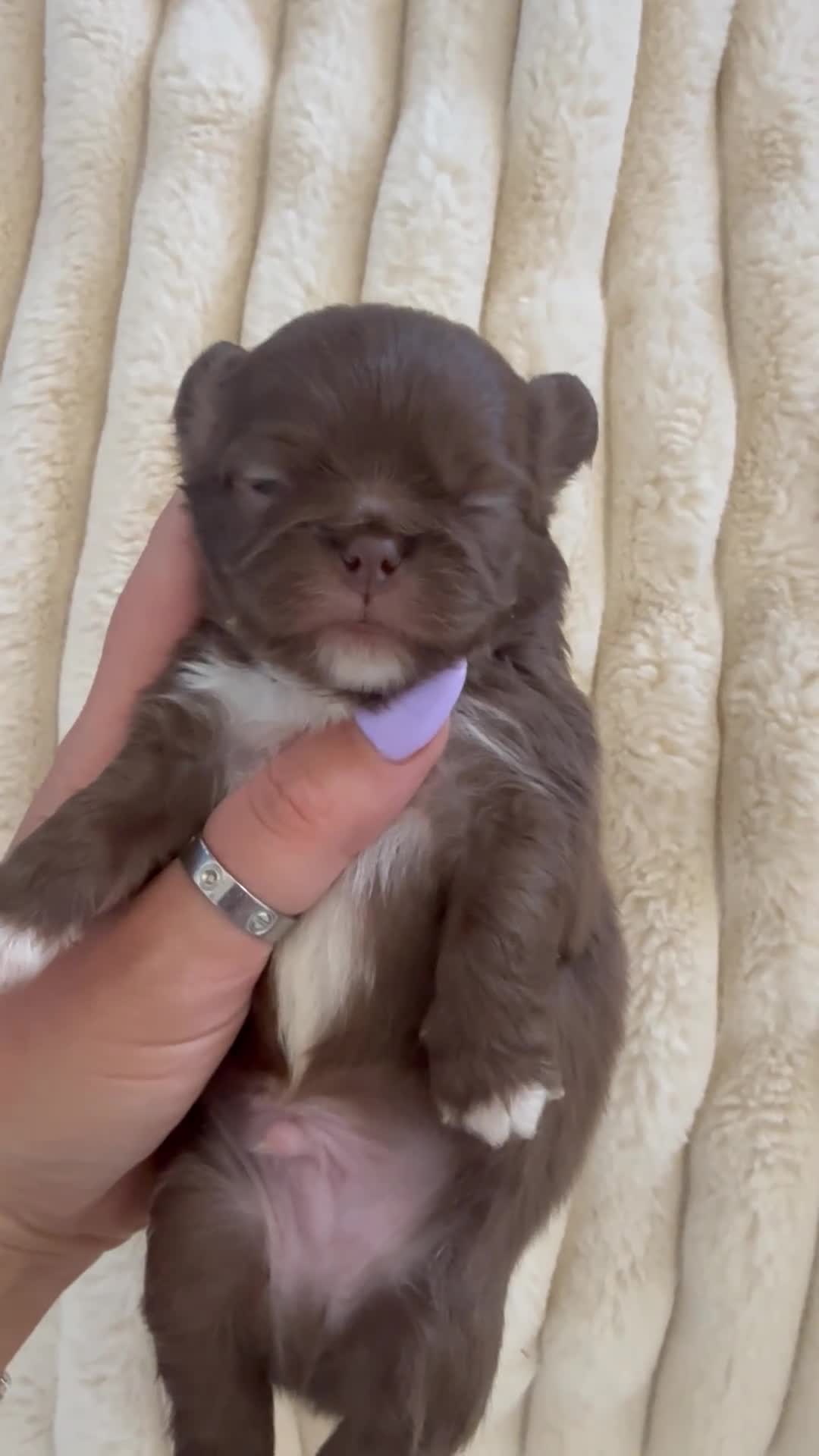 Chihuahua dogs for sale: Stunning Thai lines chocolate male  - Video 2