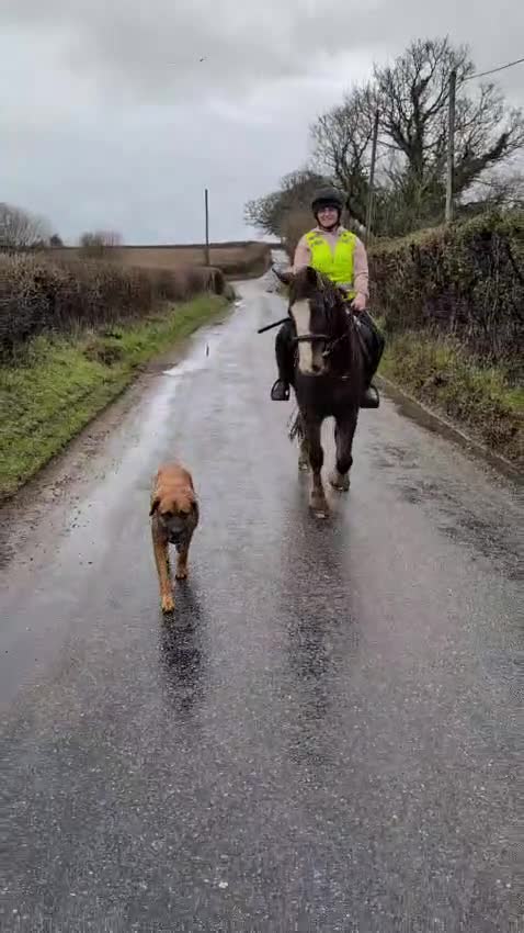 Welsh Section D horses for sale: Artful Dodger | 14’2/3 hh | 6 yr old | Welsh in Yeovil - Video 2