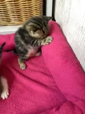 Mixed Breed cats for sale: Kittens : Ready to view  - Video 4