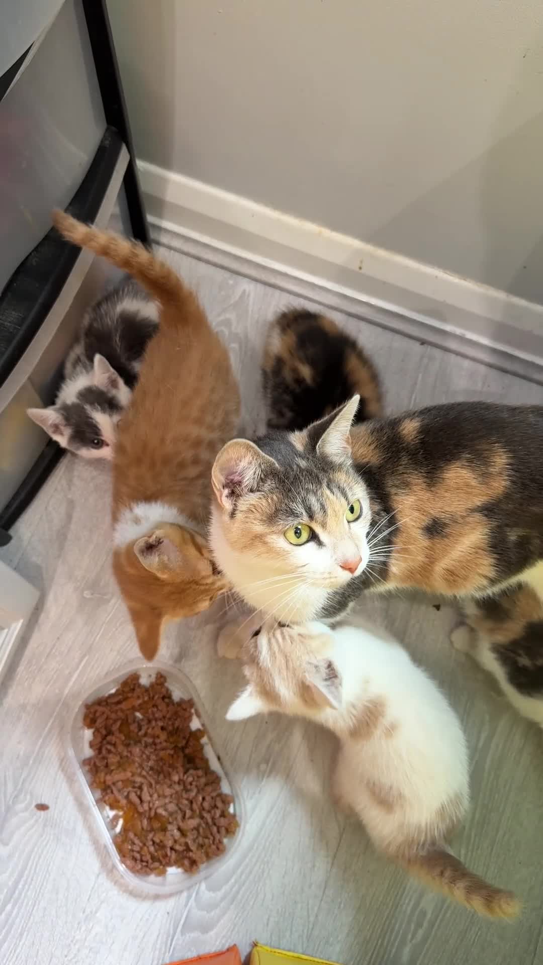 Mixed Breed cats for sale: 4 STUNNING KITTENS READY FOR A LOVING HOME - Video 3
