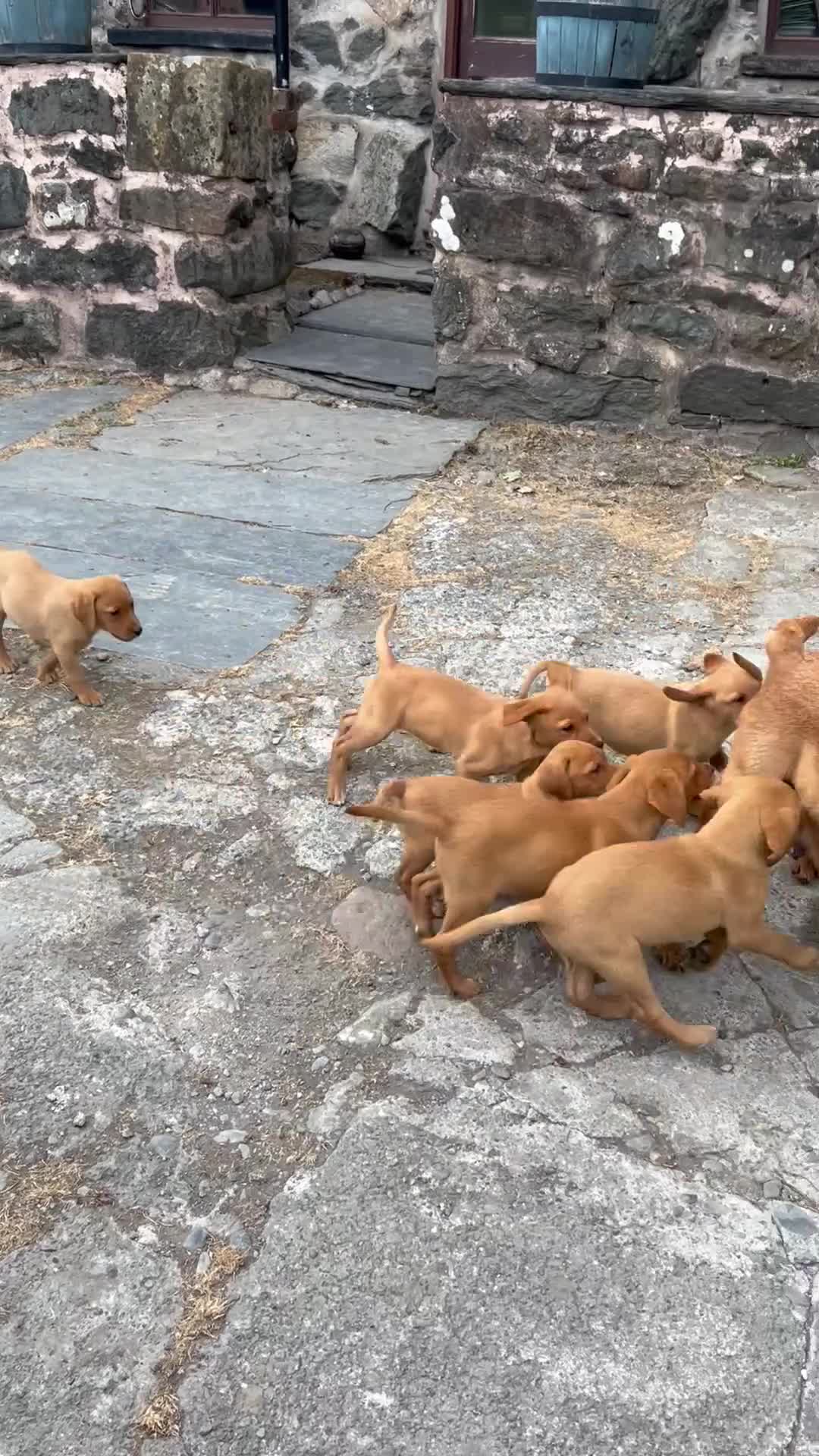 Labrador Retriever dogs for sale: Fox Red labrador Puppies For Sale in Bala - Video 2