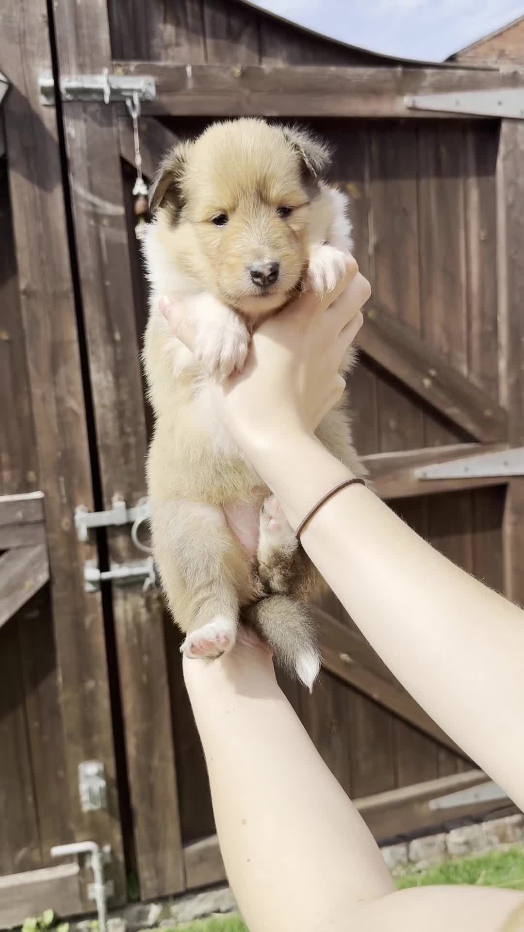 Rough Collie dogs for sale: Sable and white Rough collie puppies - Video 3